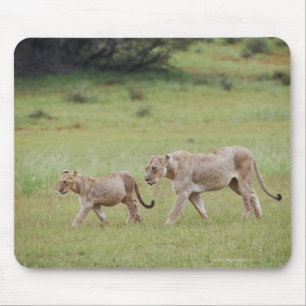 walking lioness with cubs, lion, Panthera leo, Mouse Pad