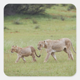 walking lioness with cubs, lion, Panthera leo, Square Sticker