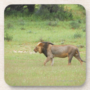 walking male lion, Panthera leo, Kgalagadi Coaster
