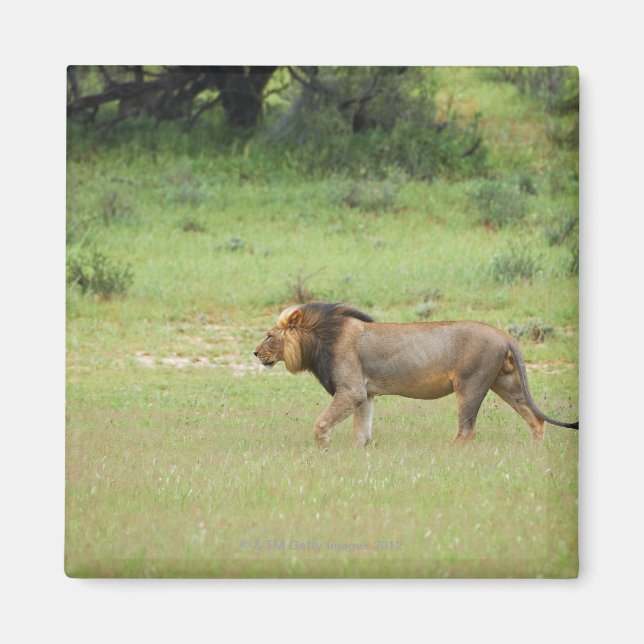 walking male lion, Panthera leo, Kgalagadi Magnet (Front)