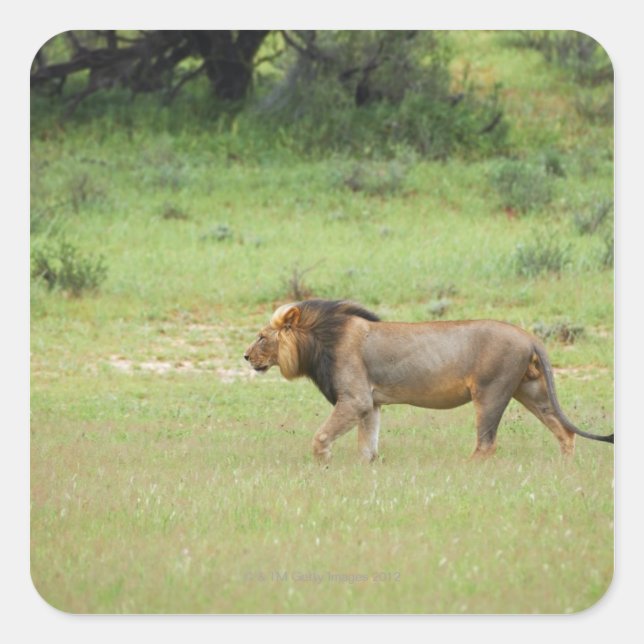 walking male lion, Panthera leo, Kgalagadi Square Sticker (Front)