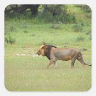 walking male lion, Panthera leo, Kgalagadi Square Sticker