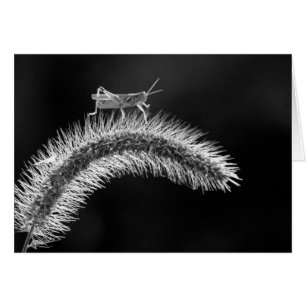 Walking on Air - Grasshopper