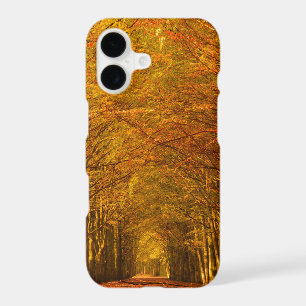 Walking path through the forest in autumn