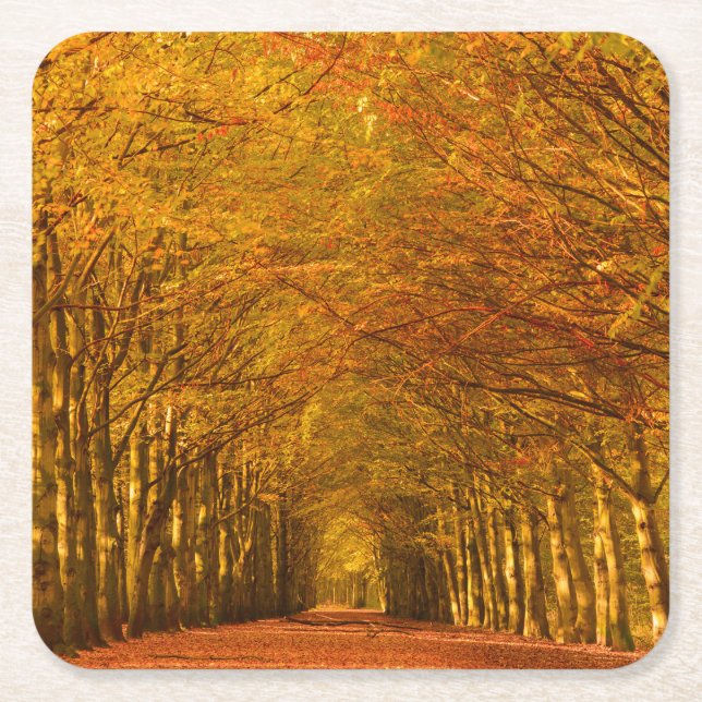 Walking path through the forest in autumn coaster (Front)