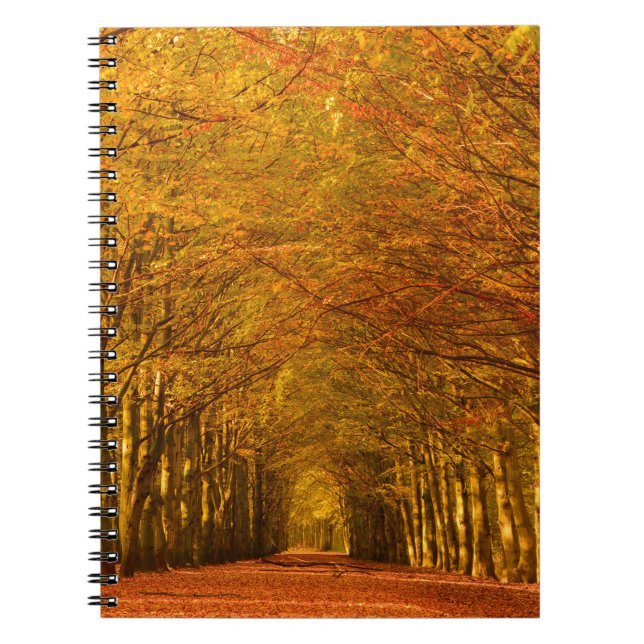 Walking path through the forest in autumn notebook (Front)