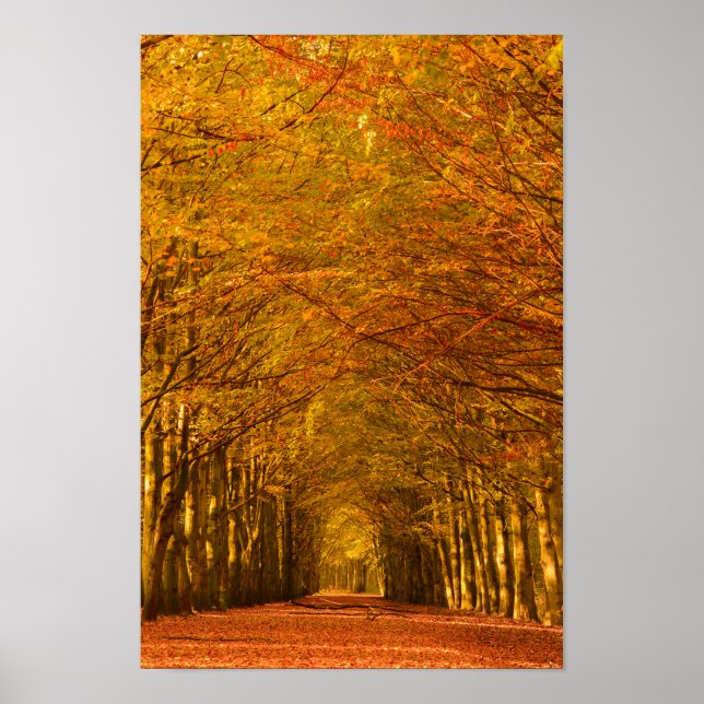 Walking path through the forest in autumn poster (Front)