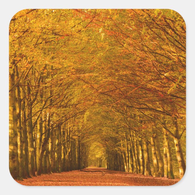 Walking path through the forest in autumn sticker (Front)