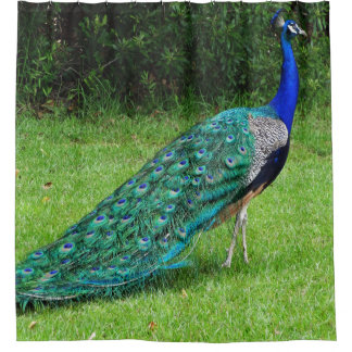 Walking Peacock Shower Curtain