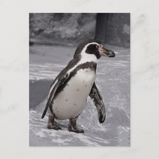 Walking Penguin Postcard (Front)