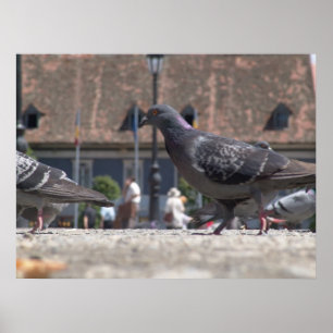 Walking pigeons poster