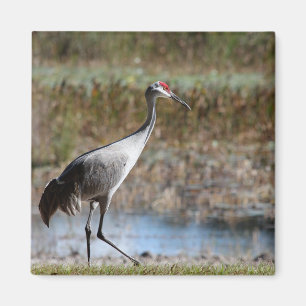 Walking Tall- Sandhill Crane Magnet