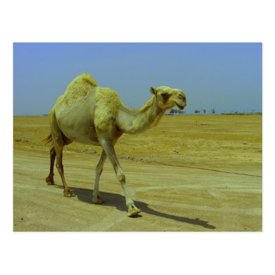 Walking the long road - Camel on Failaka Island Postcard