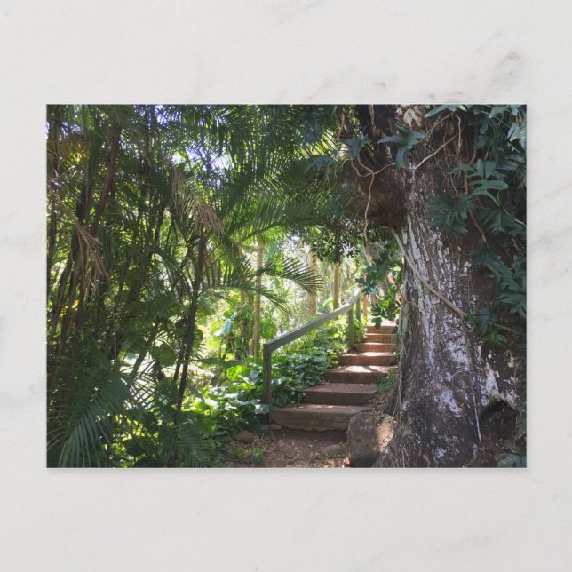 Walkway Through A Tropical Forest, Kauai, Hawaii Postcard (Front)