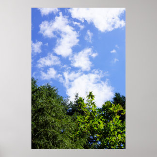 Wall Art Maple Trees Blue Sky White Clouds Nature