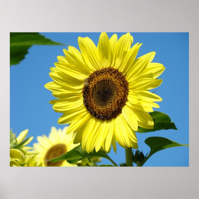 Wall Art Sunflowers Art Prints Blue Sky Canvas (Front)