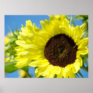 WALL ART SUNFLOWERS Happy Sunny Sun Flower Art