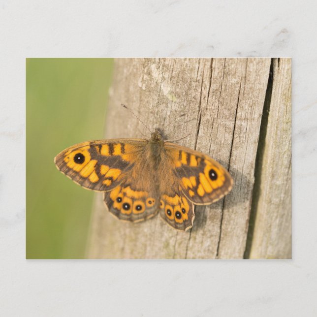 Wall Brown Butterfly Postcard (Front)