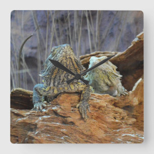 Wall Clock  with two curious lizards