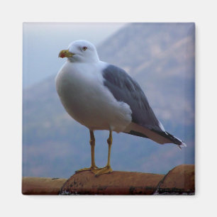 Wall gull magnet