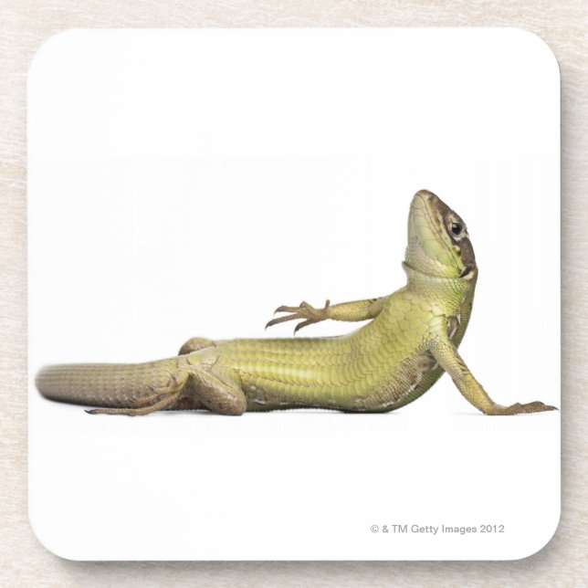 Wall lizard lying down - Podarcis muralis Coaster (Front)