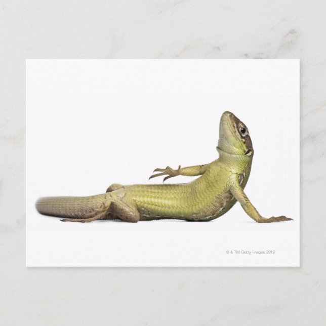 Wall lizard lying down - Podarcis muralis Postcard (Front)