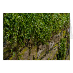 Wall Of Ivy