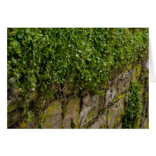 Wall Of Ivy (Front Horizontal)