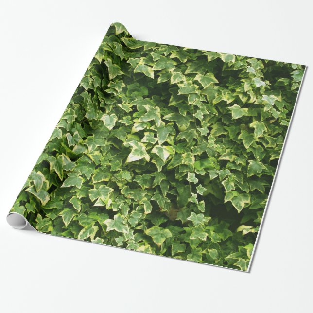 Wall of Ivy Leaves Wrapping Paper (Unrolled)