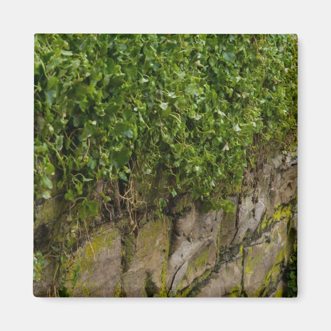 Wall Of Ivy Magnet (Front)