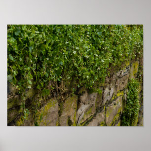 Wall Of Ivy Poster