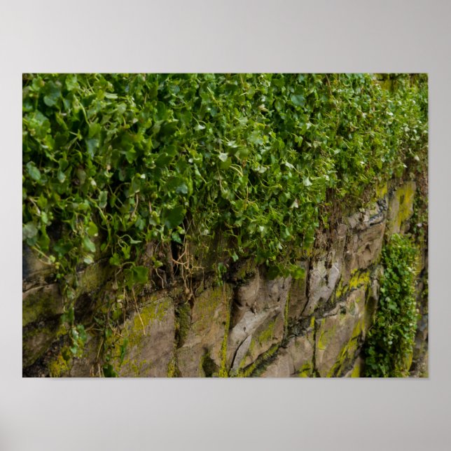 Wall Of Ivy Poster (Front)