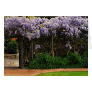 Wall of Wisteria