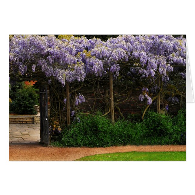 Wall of Wisteria (Front Horizontal)