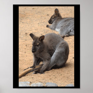 Wallabies Nature Lovers Fuerteventura Vertical Sti Poster