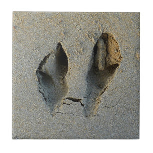 Wallaby Footprints in Sand Ceramic Tile