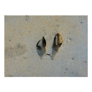 Wallaby Footprints in Sand Photo Print