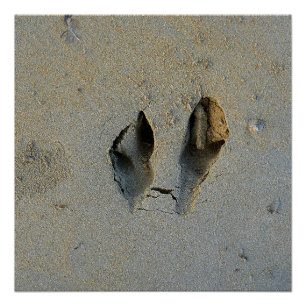 Wallaby Footprints in Sand Poster