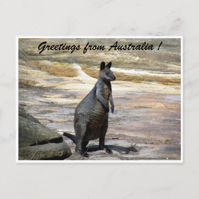 wallaby greetings postcard (Front)