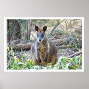 Wallaby in the Woods Poster