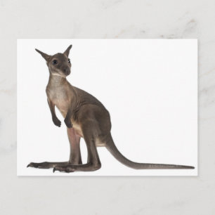 Wallaby - Macropus robustus (3 months old) Postcard