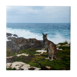 Wallaby On Seaside Rocks, Ceramic Tile