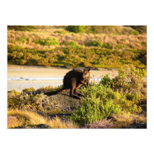 Wallaby on the Riverside Photo Print