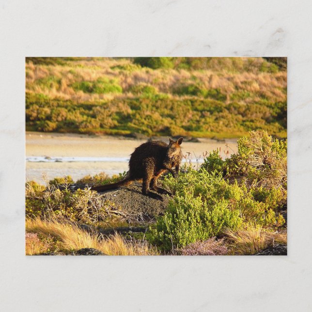 Wallaby on the Riverside Postcard (Front)