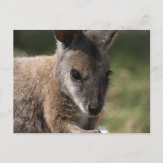 Wallaby Postcard