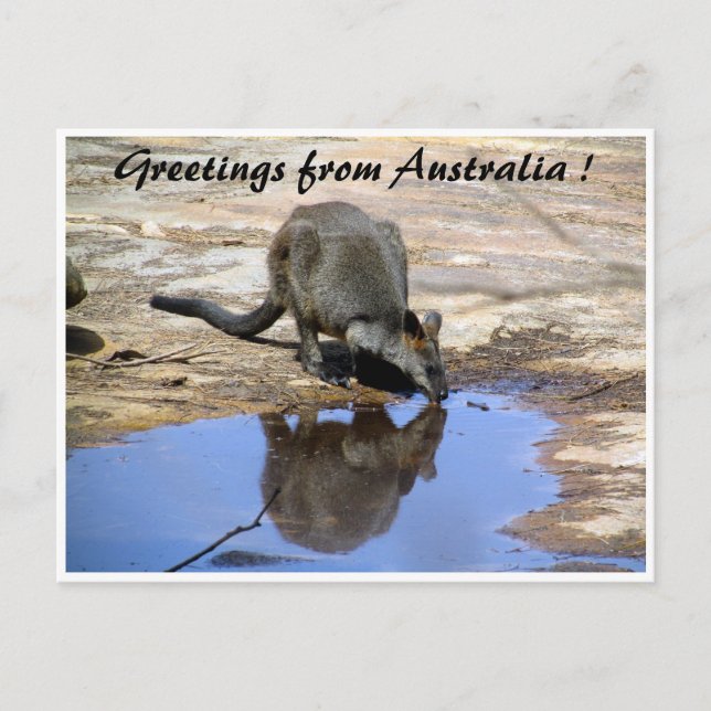 wallaby reflection greetings postcard (Front)