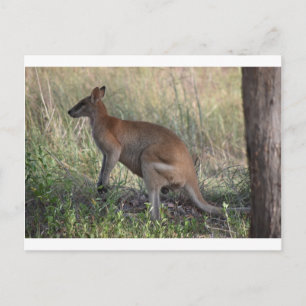 WALLABY RURAL QUEENSLAND AUSTRALIA POSTCARD