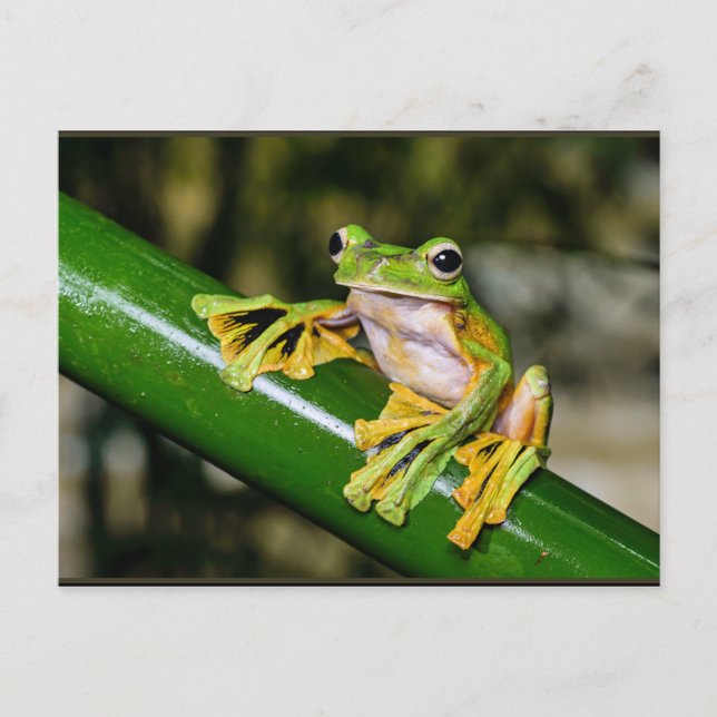 Wallace's Flying Frog, a/k/a Parachute Frog Postcard (Front)