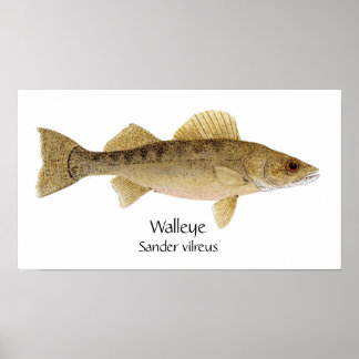 Walleye Art Poster