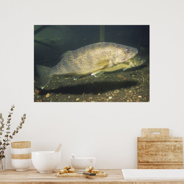 Walleye in Tank Photo Poster (Kitchen)